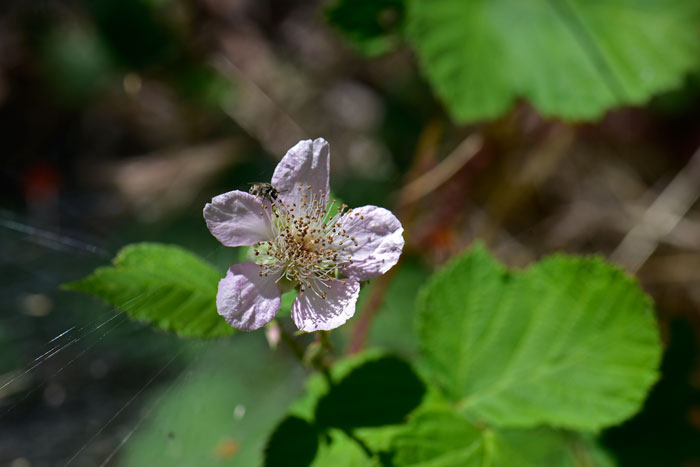 Whitebark Raspberry has white or white-pinkish flowers with 5 petals and numerous stamens. The petals are oblanceolate-elliptic in shape. Rubus leucodermis
